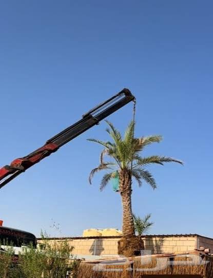 نقل نخل قشع نخل تنظيف نخل واشنطني وعربي قص شجر تقطيع64217411256961110