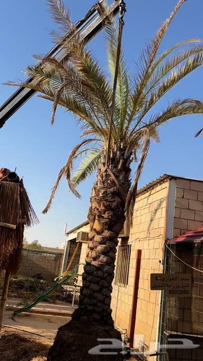نقل نخل قشع نخل تنظيف نخل واشنطني وعربي قص شجر تقطيع64217411256961111