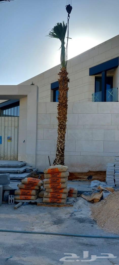 زراعة نخيل ومقاول شبوك64225644968195114