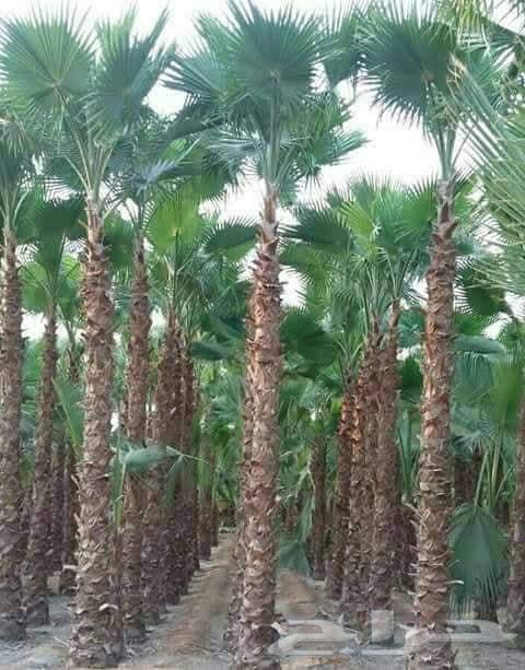 قلع وغرس النخيل وتنسيق الحدايق64217876623874114