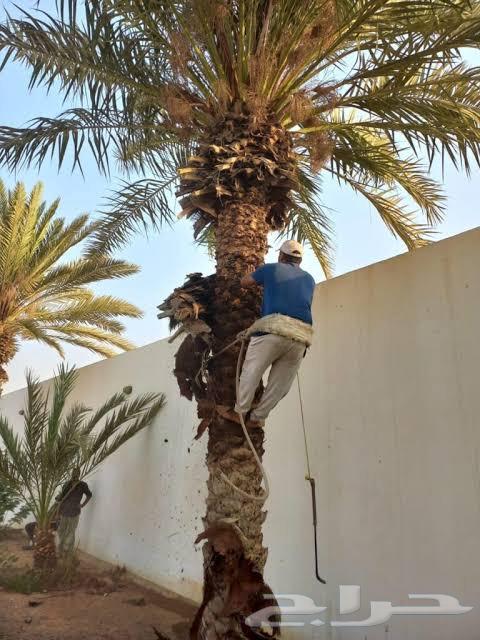نقل نخل قشع نخل تنظيف نخل واشنطني وعربي قص شجر تقطيع64217411256961112
