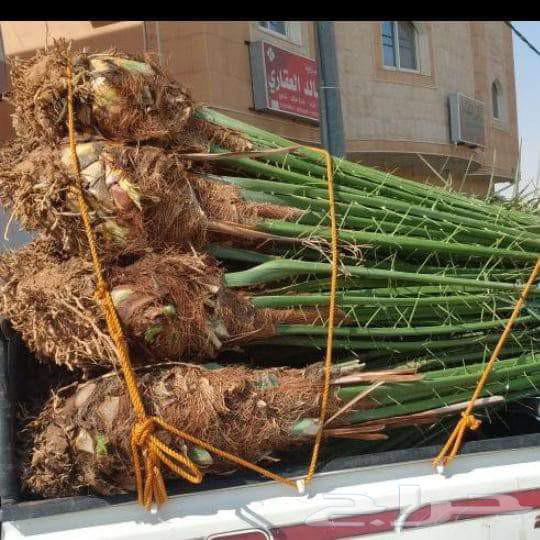 شركة لمسه الجنوب64225272614914113