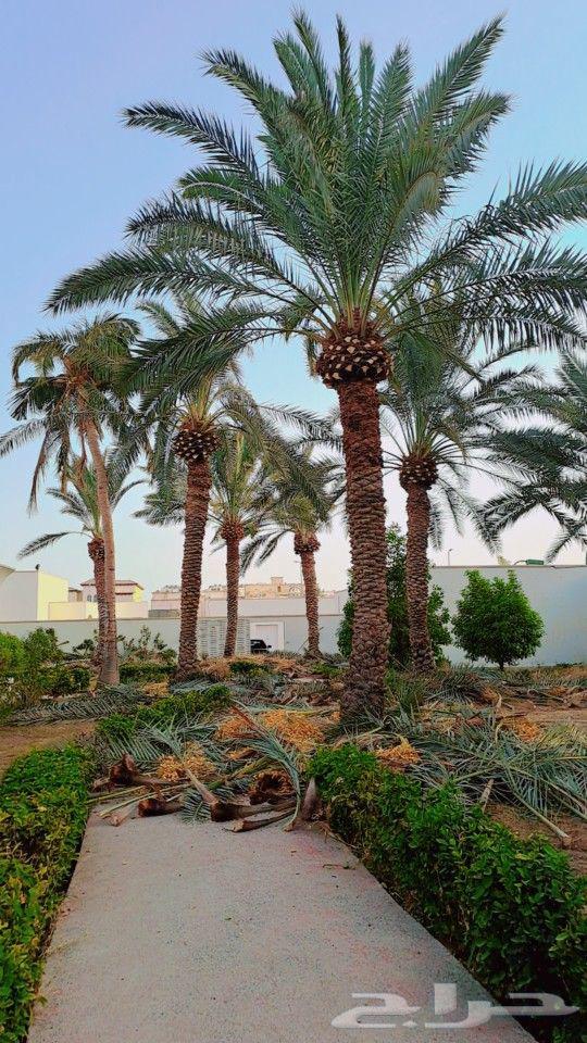 تكريب وتنظيف النخيل64217646529411110