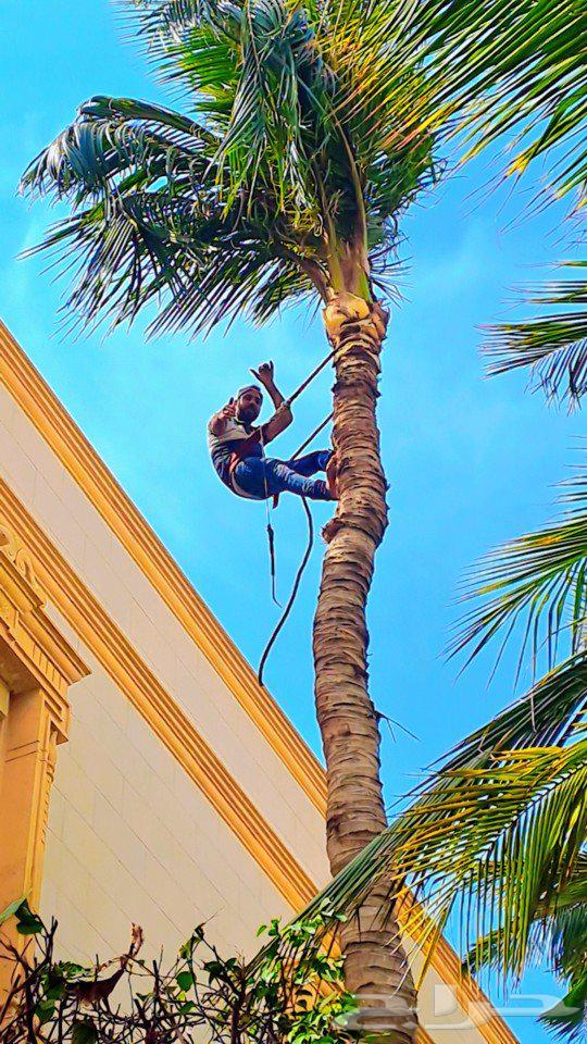 تكريب وتنظيف النخيل64217646529411113