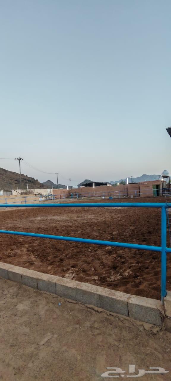 إيواء غرف خيل64228272467715113