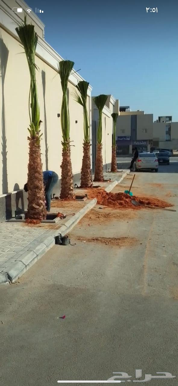 نخل واشنطن زينه أمريكي للبيع والتوصل يشمل جميع أنحاء المملكه64217410527619113