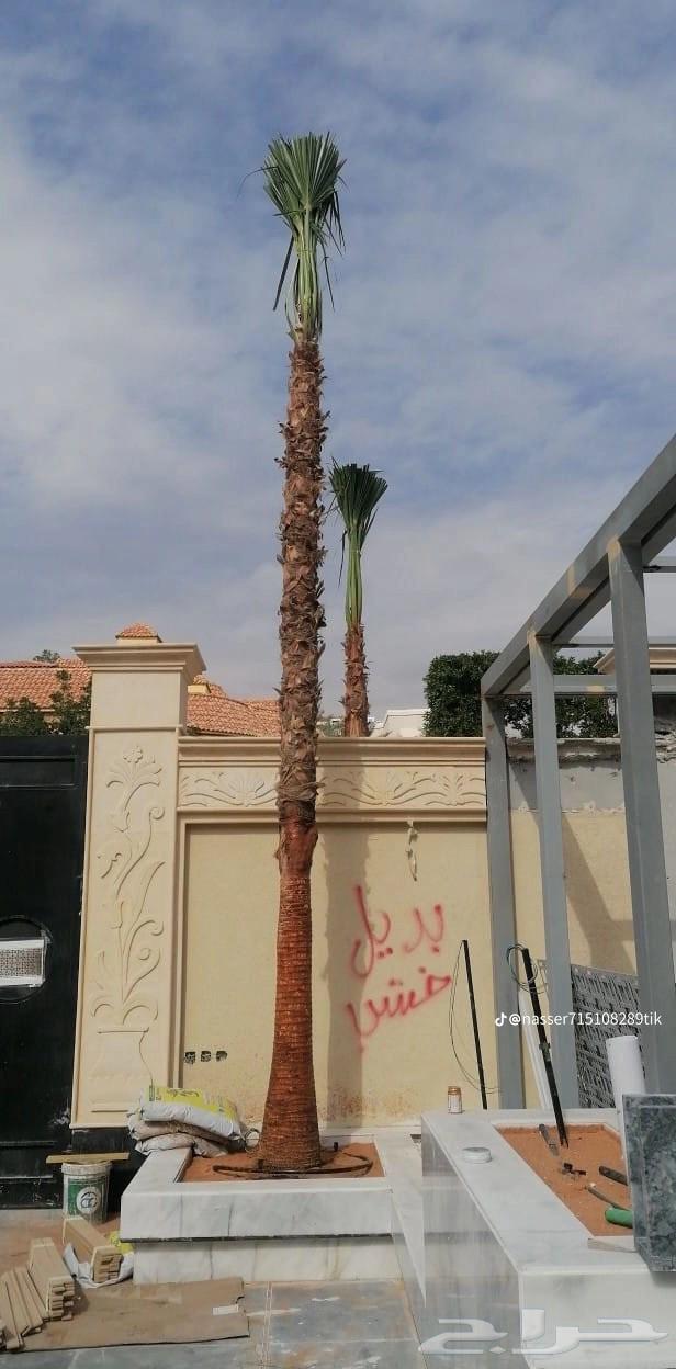 توريد وغرس جميع انواع نخيل واشنطن زينه للجميع انواع المقاسات64225641893633111
