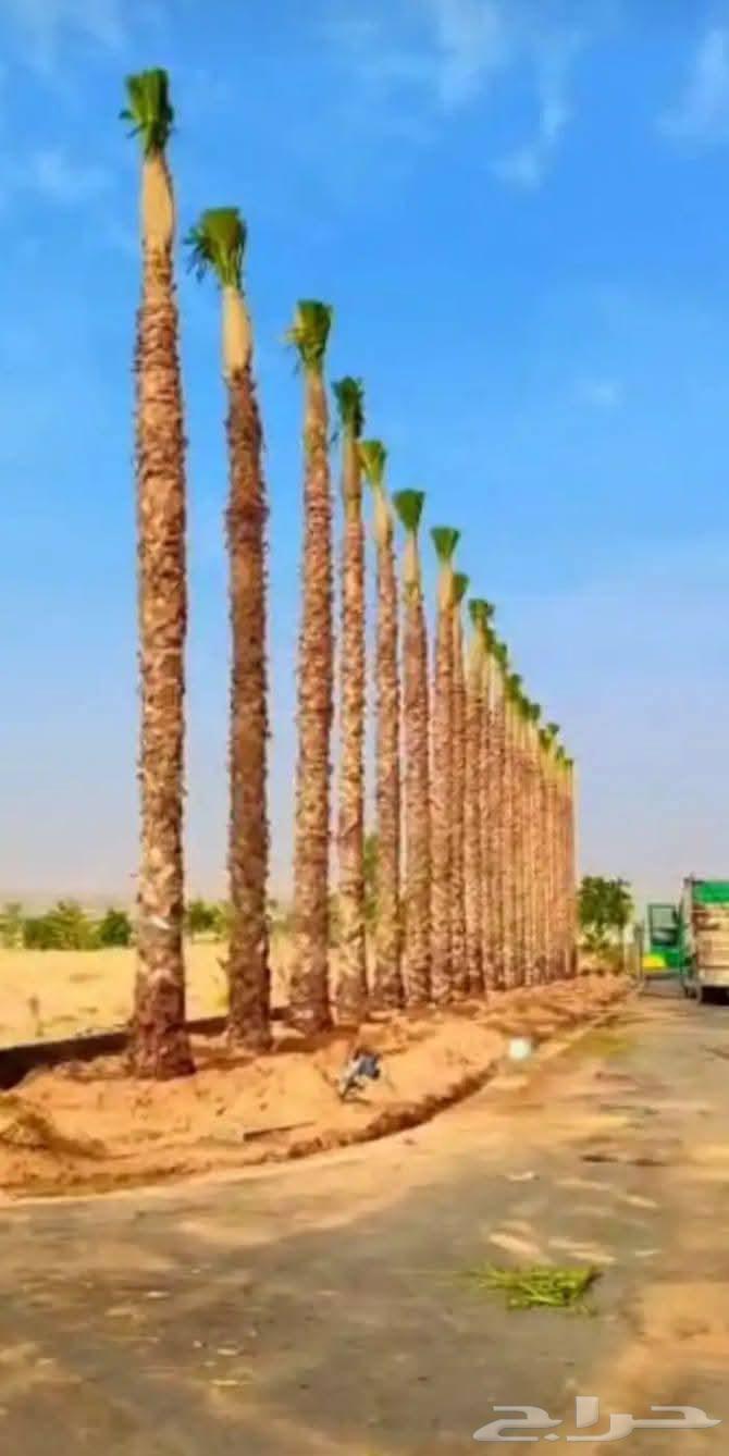 Installation of security fences, supply of palm trees, and installation of natural stone64225272114050114