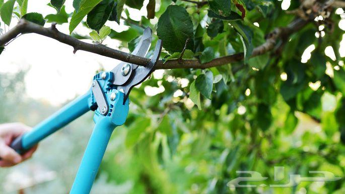 ترتيب اشجار فواكه وزينه64225455676547110