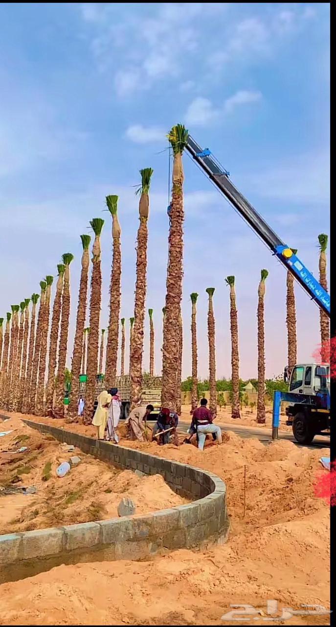 نخل واشنطن زينه أمريكي للبيع والتوصل يشمل جميع أنحاء المملكه64217410527619111