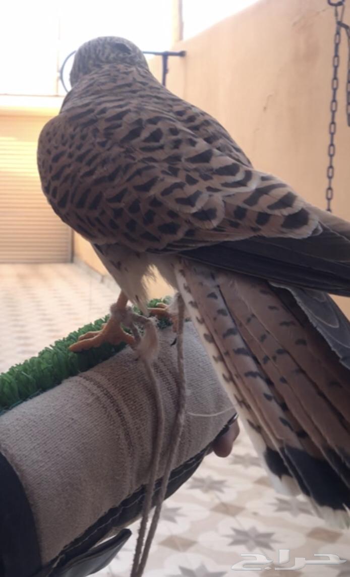 باشق مفقود64225453063811110