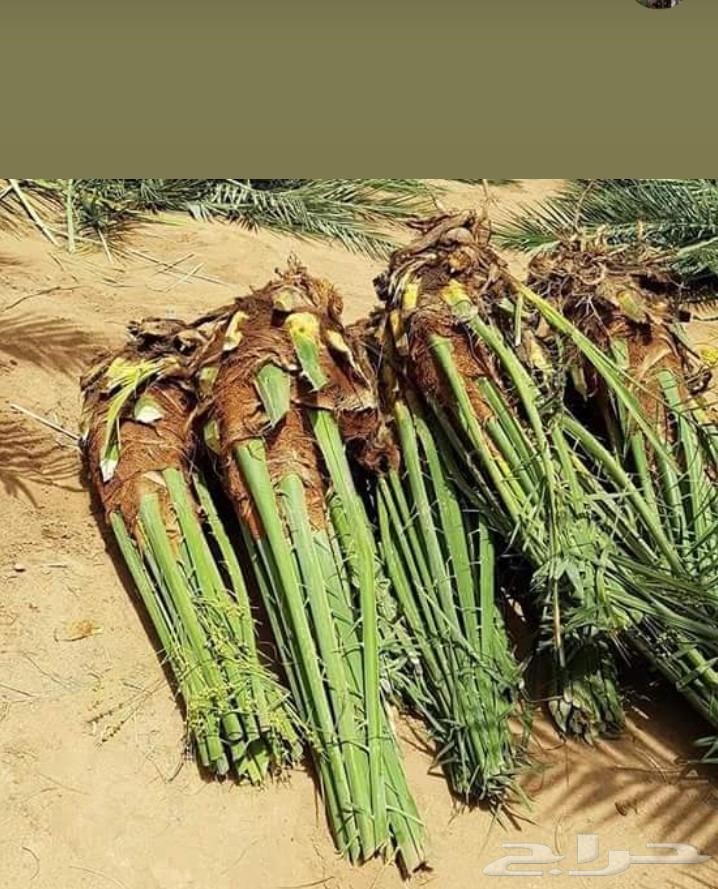 We have all types of excavation, digging, planting, and delivery to all areas of Al-Qassim64217647730819114