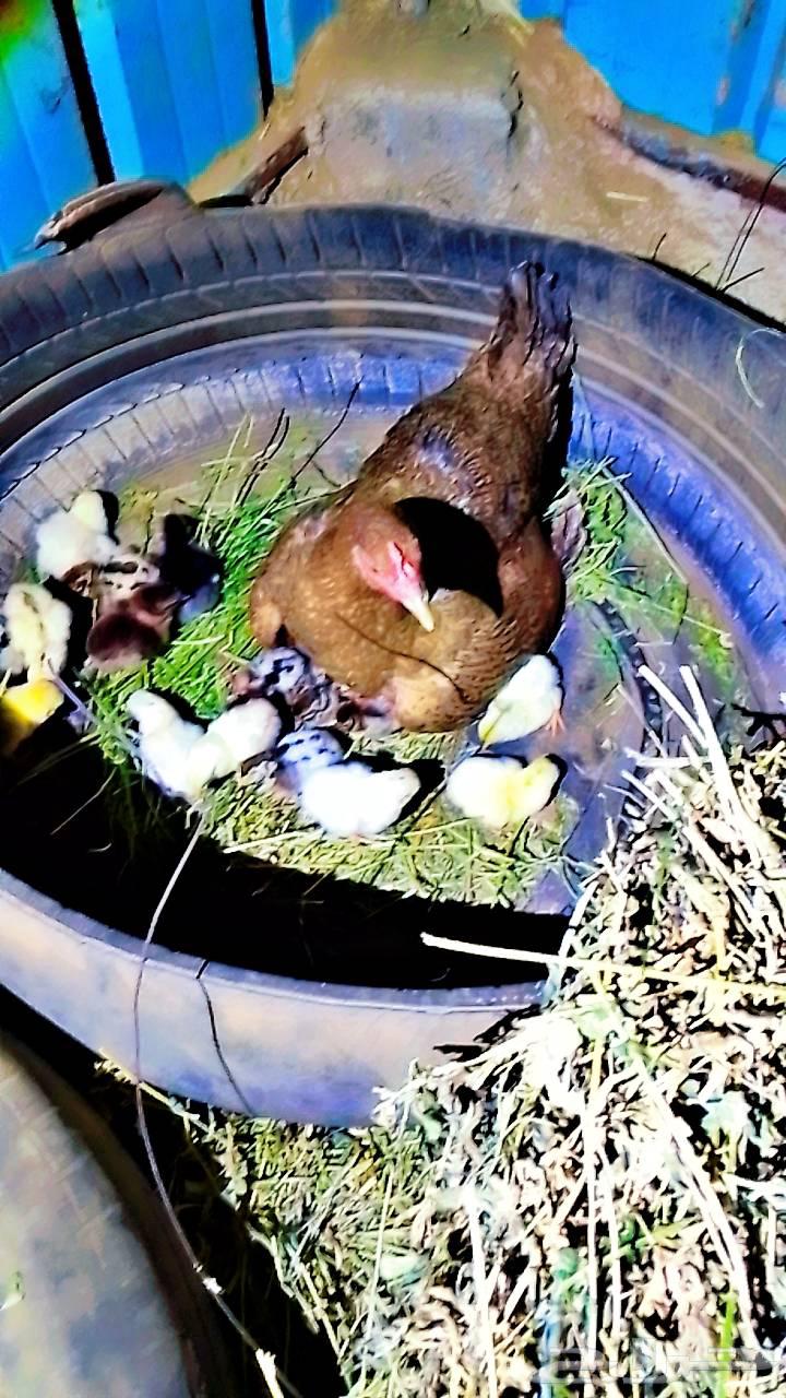 Excellent chicken with more than 30 chicks for sale, a top-quality hen64225271786625110