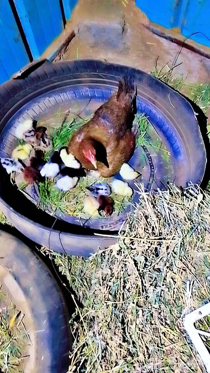 Excellent chicken with more than 30 chicks for sale, a top-quality hen64225271786625111