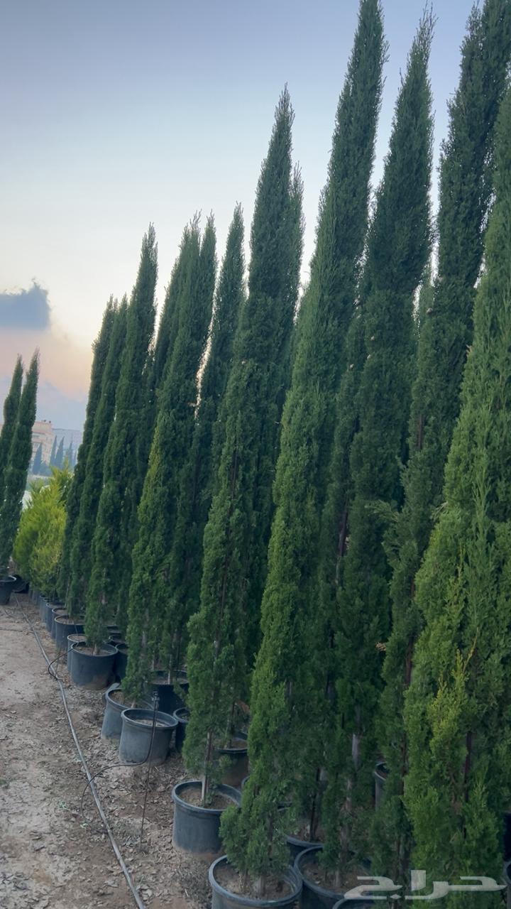 زراعه وتنسيق64239759532929110