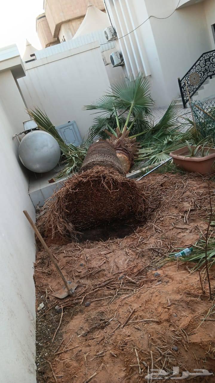 202664239759357186112