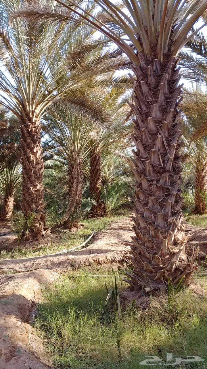 Installation of security fences, supply of palm trees, and installation of natural stone64225272114050110