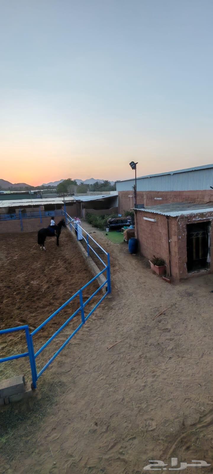 إيواء غرف خيل64228272467715110