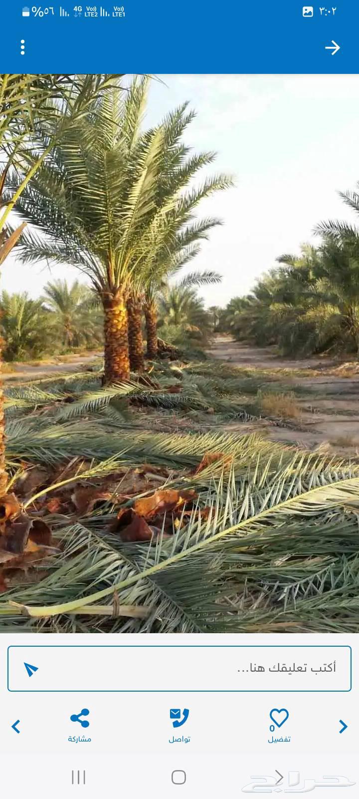 قلع وغرس النخيل وتنسيق الحدايق64217876623874111