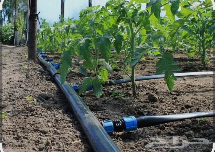 سباكة شبكة الري64216947981570111