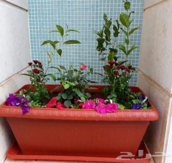 تنسيق الحدائق المنزلية بسعر مناسب64218074324097114