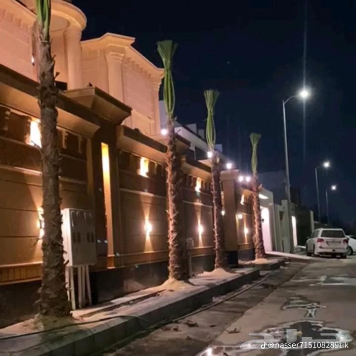 توريد وغرس جميع انواع نخيل واشنطن زينه للجميع انواع المقاسات64225641893633112