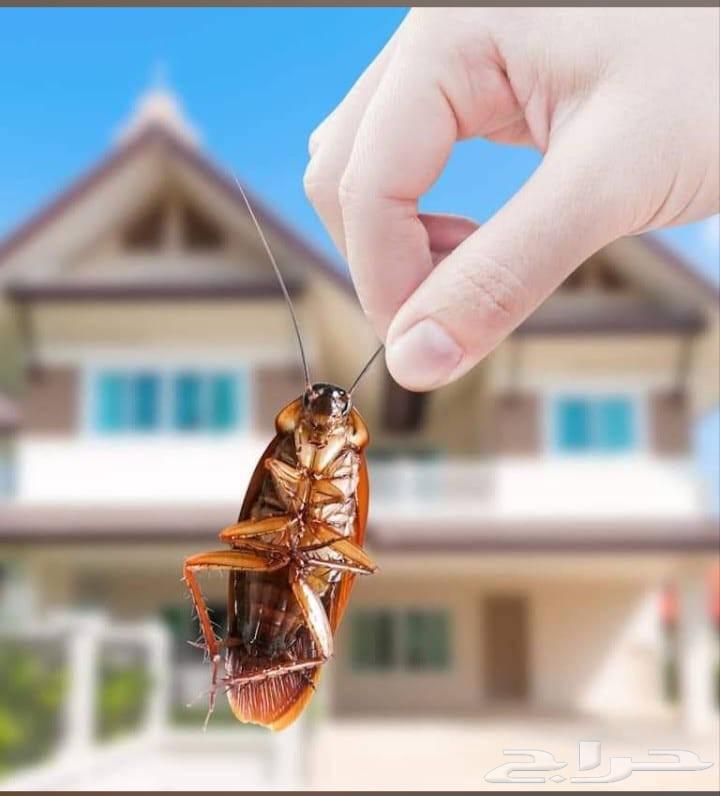 Best Pest Control Company in Makkah, Cockroach Spraying in Makkah, Pest Control64217647406081111