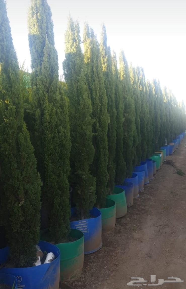 زراعه وتنسيق64239759532929111