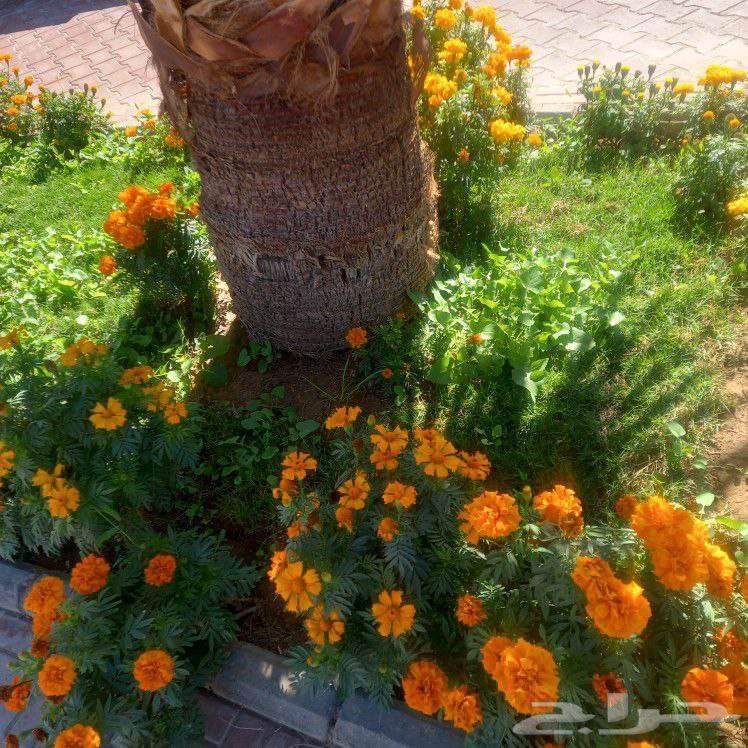 تنسيق الحدائق في المدينة المنورة64225451219971110