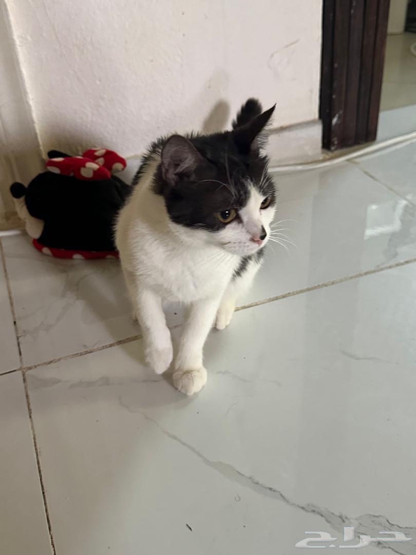 قطة للتبني جده64217408964611114
