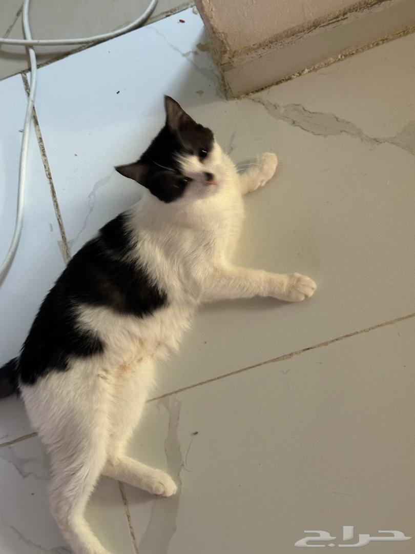 قطة للتبني جده64217408964611110