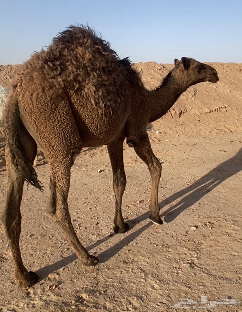 حشو قعدان قصب سمان للبيع64218073977090112