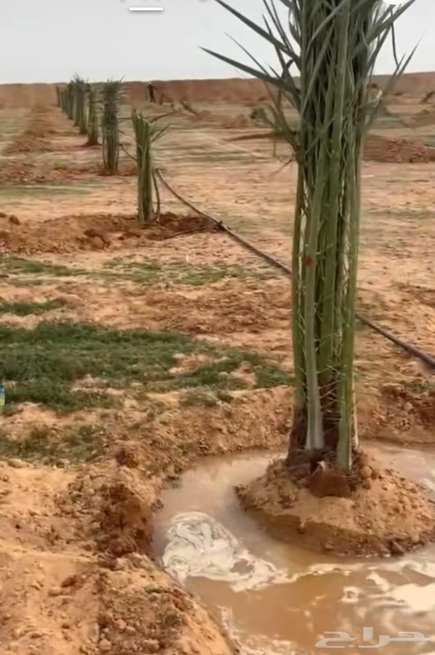 We have all types of excavation, digging, planting, and delivery to all areas of Al-Qassim64217647730819113