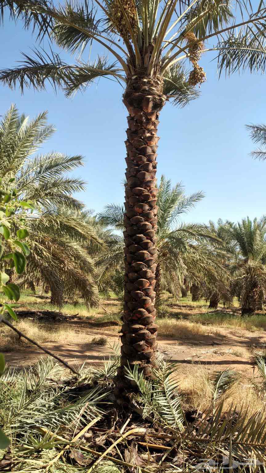 Installation of security fences, supply of palm trees, and installation of natural stone64225272114050111