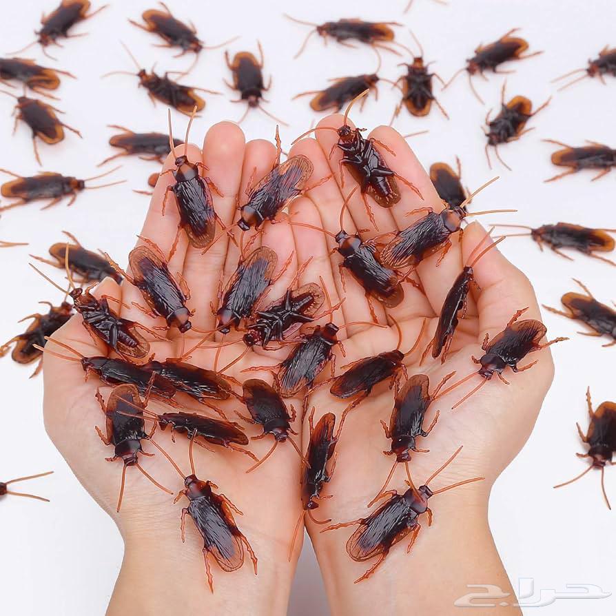 Best Pest Control Company in Makkah, Cockroach Spraying in Makkah, Pest Control64217647406081114