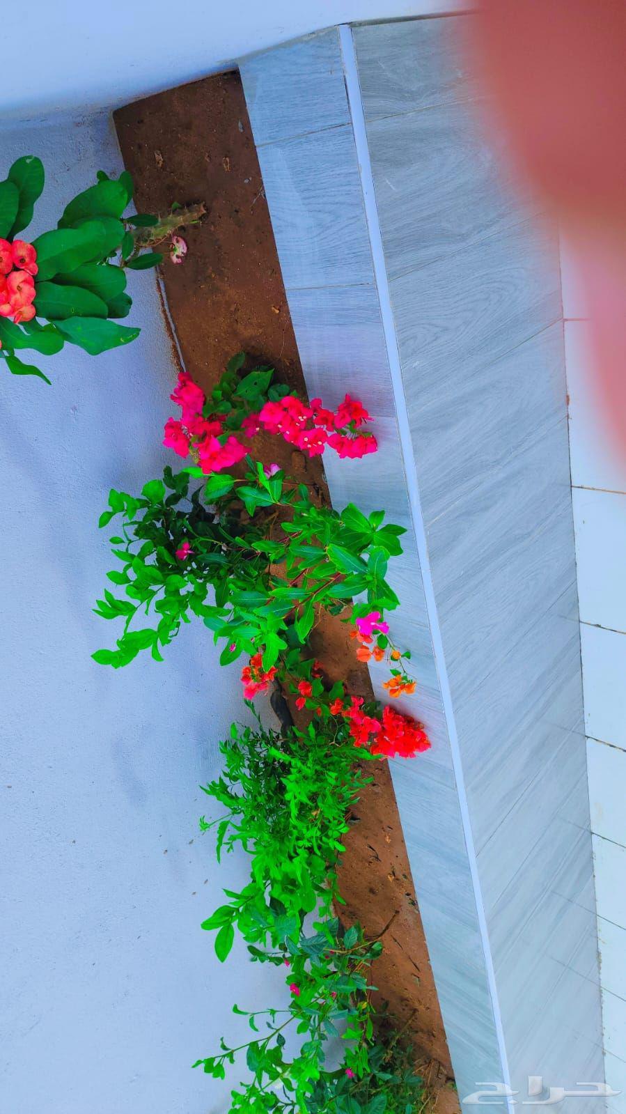 Landscaping of gardens with trees, flowers, and palm trees, installation of natural grass64218075598082114