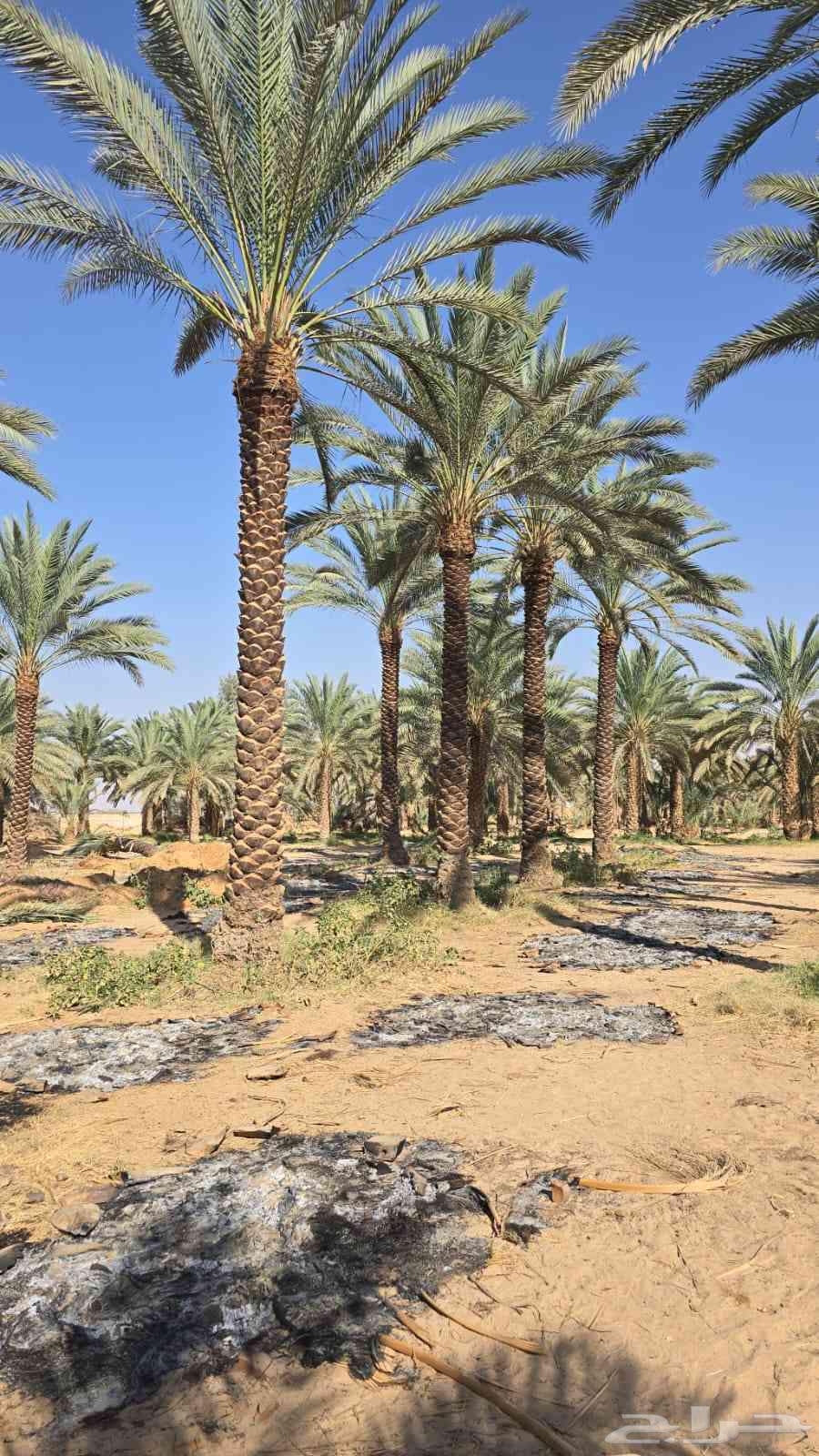 Premium First-Class Washingtonia Date Palms64217411062017114