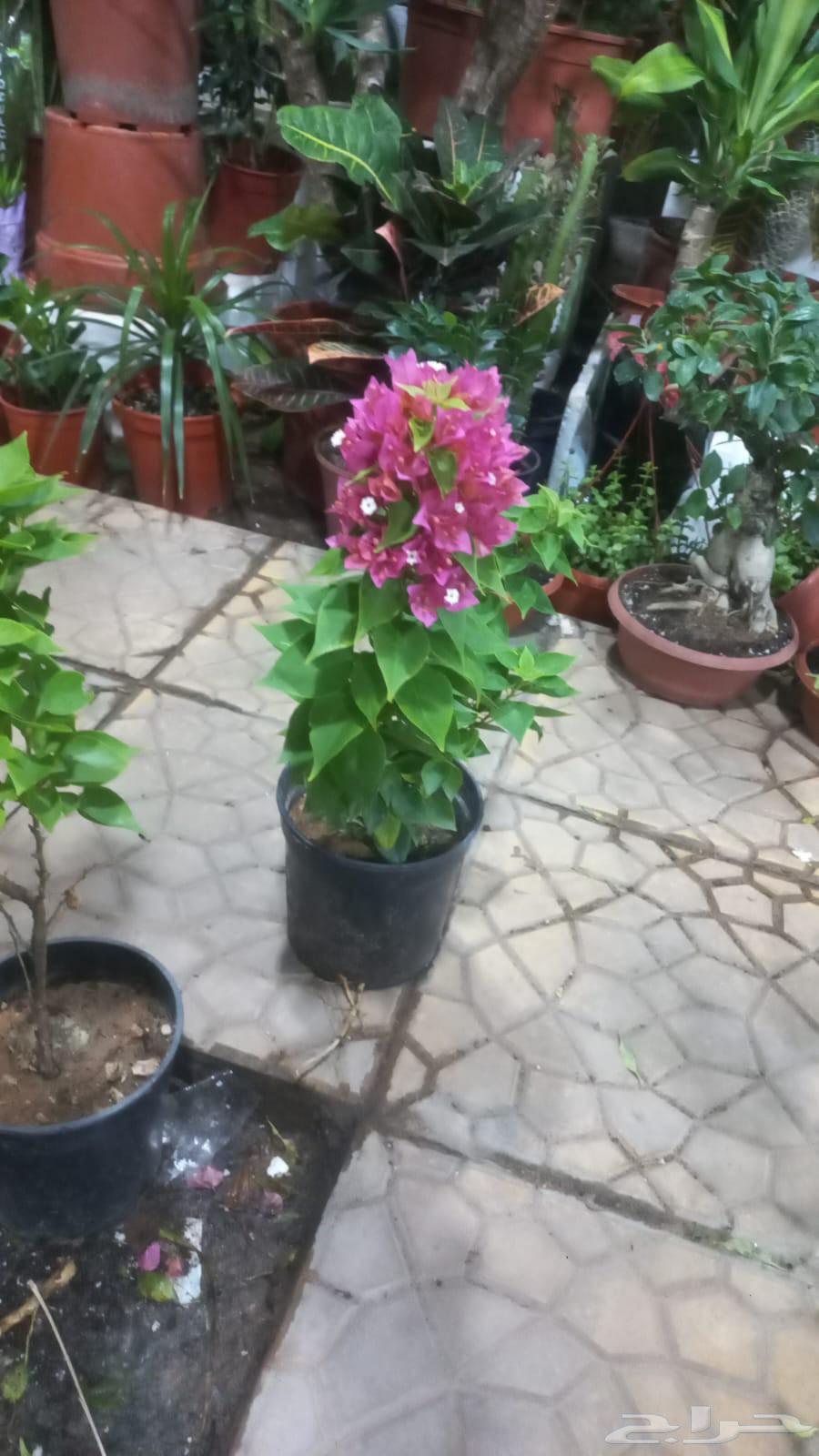 سباك زراعي ومشتل لتنسيق الحدائق64225272933634114