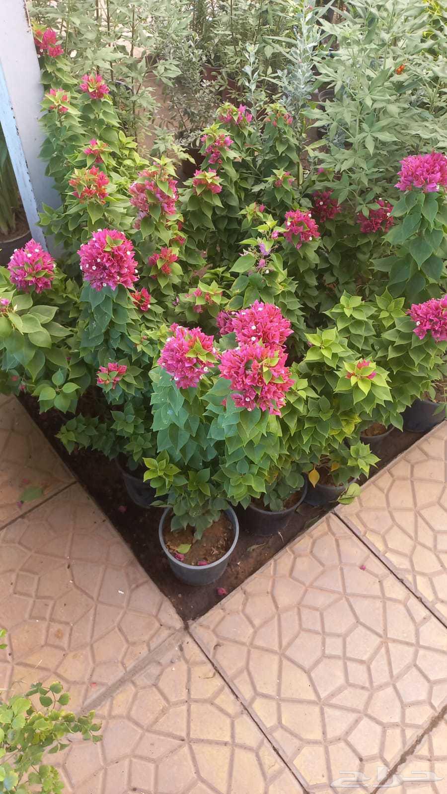 سباك زراعي ومشتل لتنسيق الحدائق64225272933634113