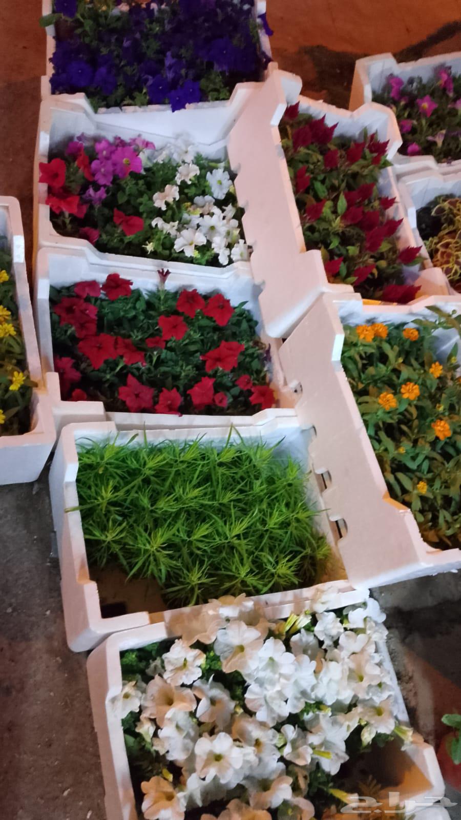 شركة لمسه الجنوب64225272614914110