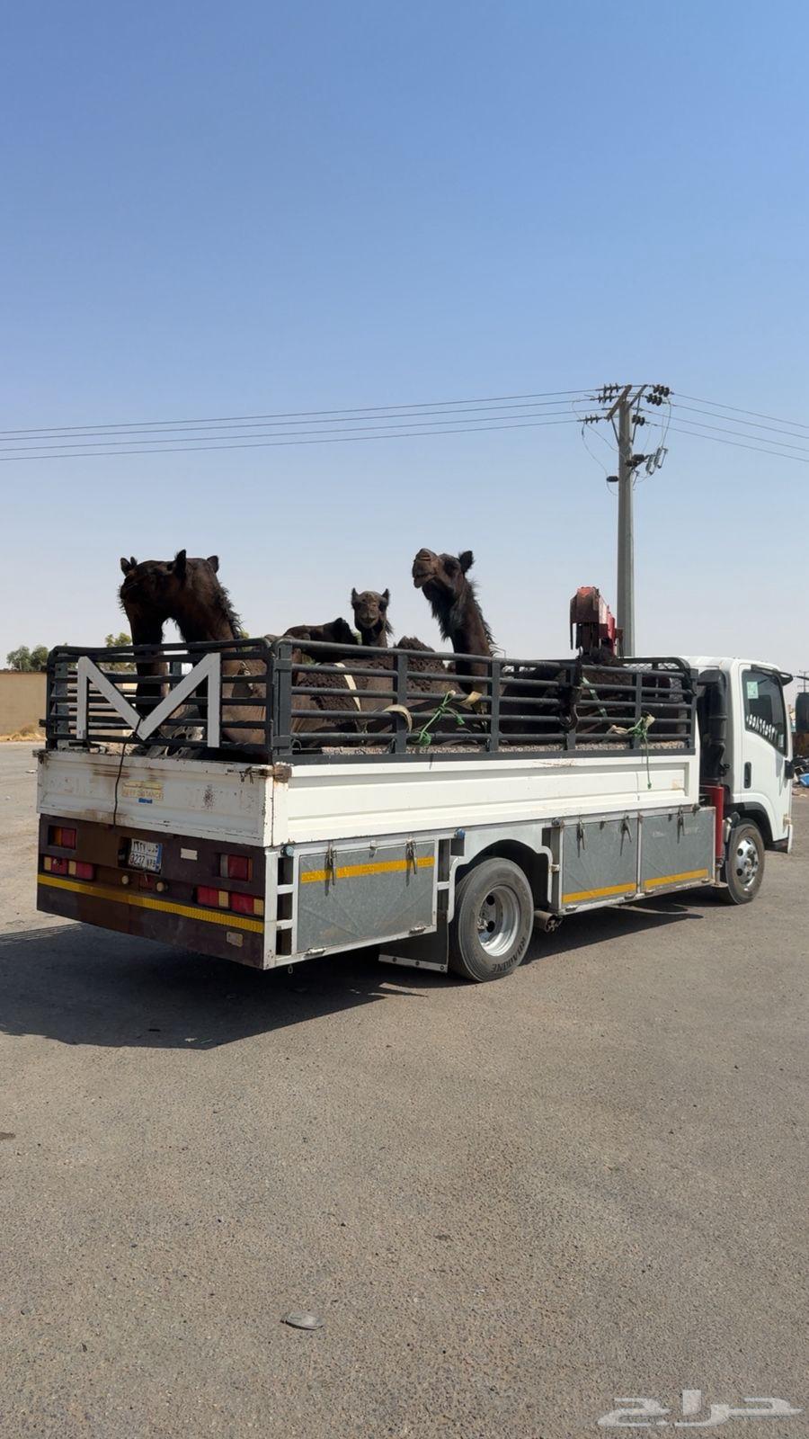 دنة أبل يوجد سبت مبطنه64217410226434110