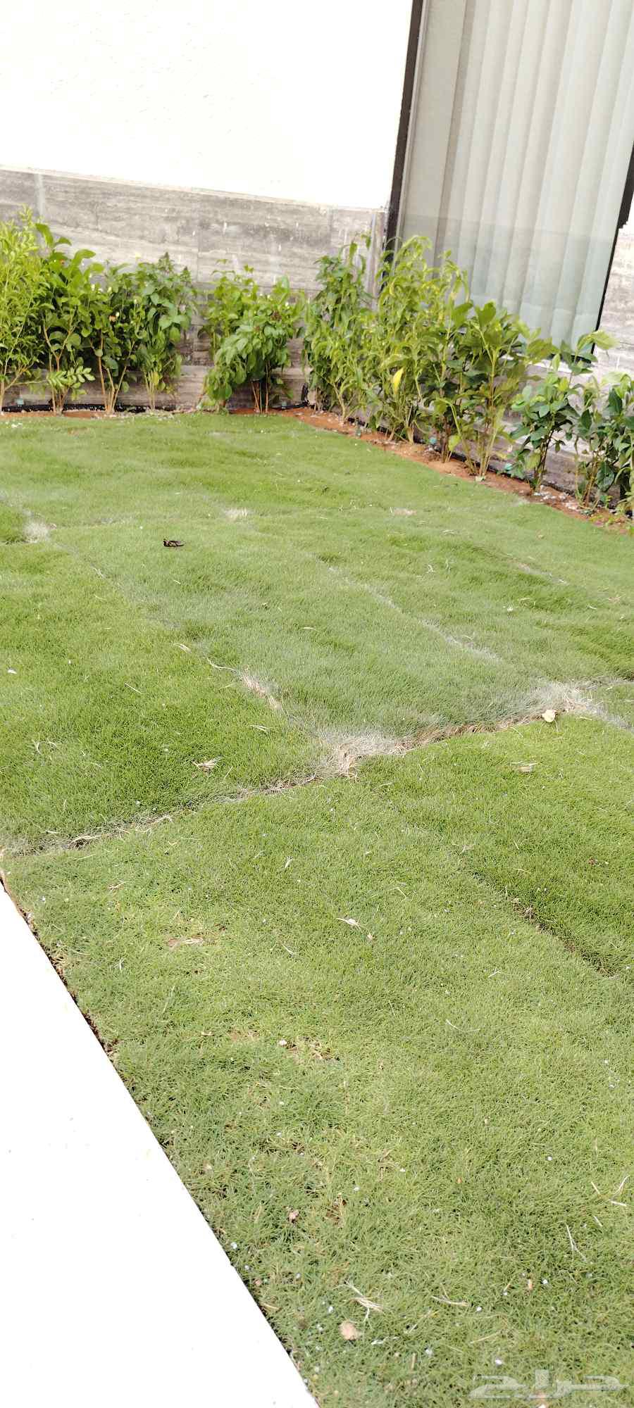 قص ثيل طبيعي64225065419265113