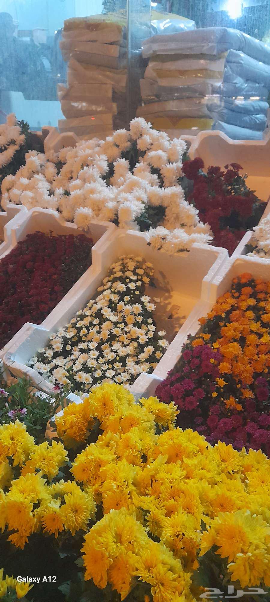 تنسيق حدائق64225271698689113