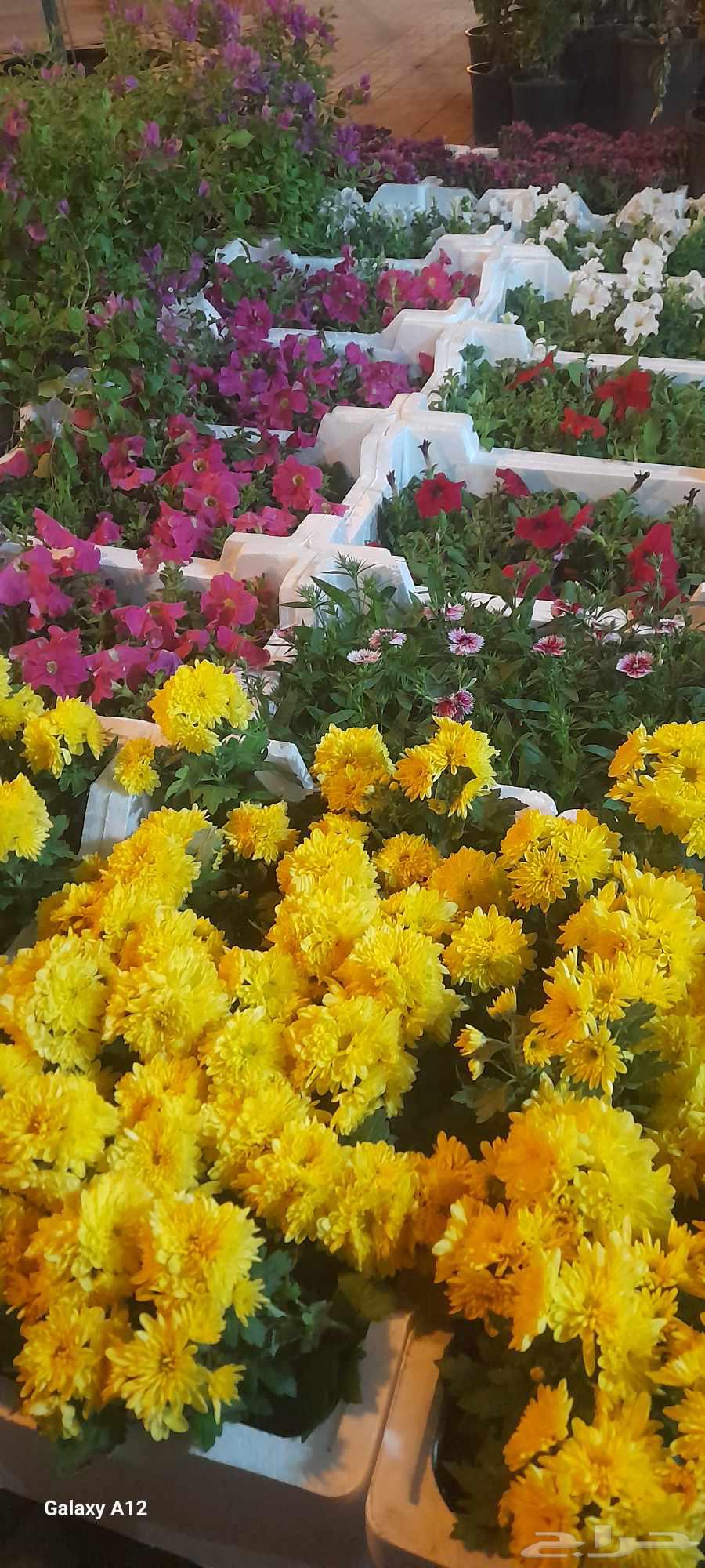 تنسيق حدائق64225271698689111