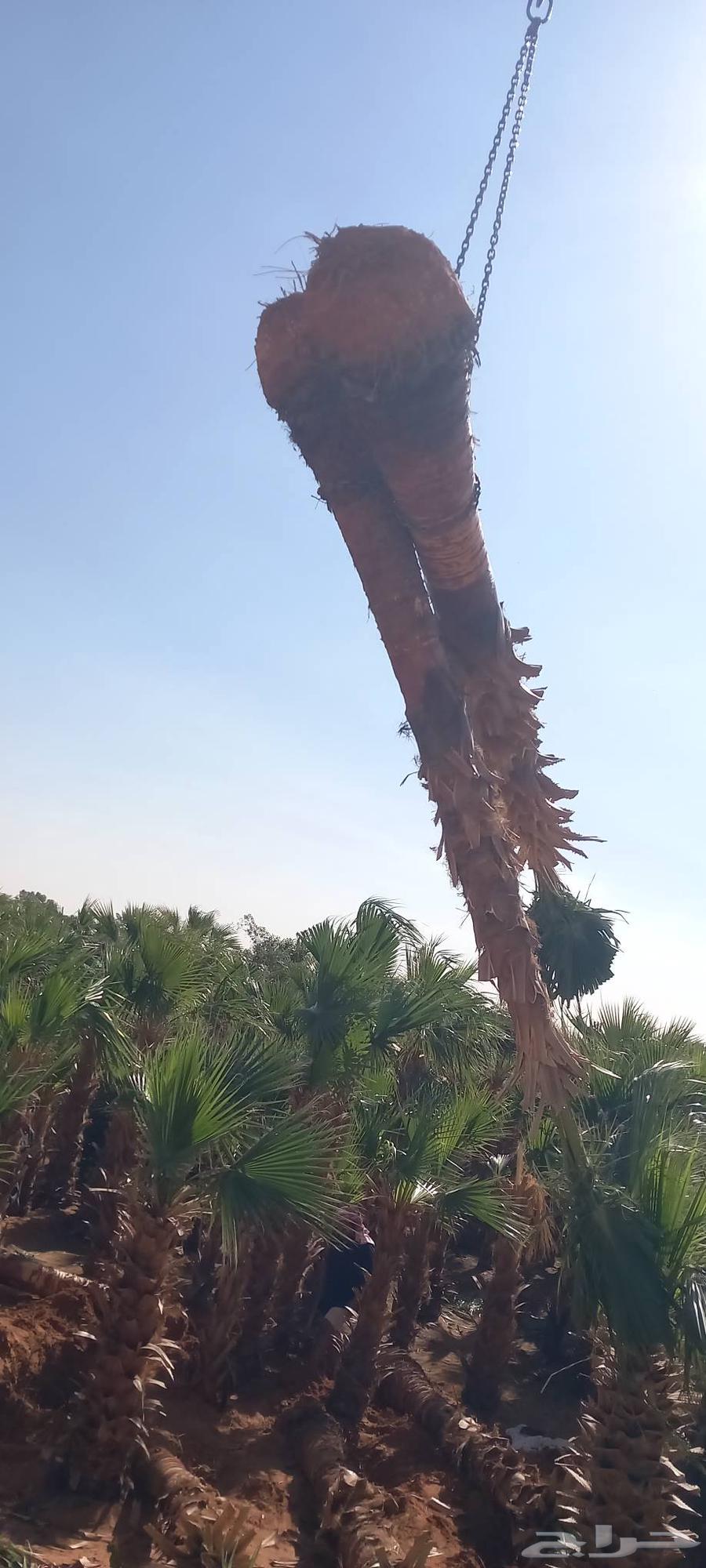 نقوم بتركيب الشبوك تحت ايادي متخصصه وتركيب النخيل64217879167362111