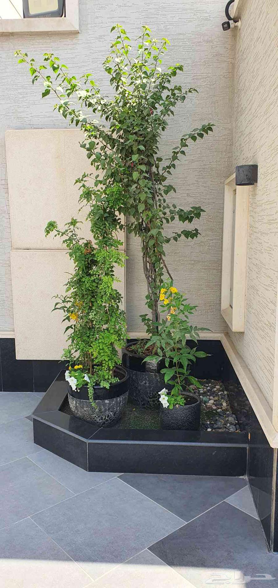 تنسيق حدائق النرجس64217410421761110