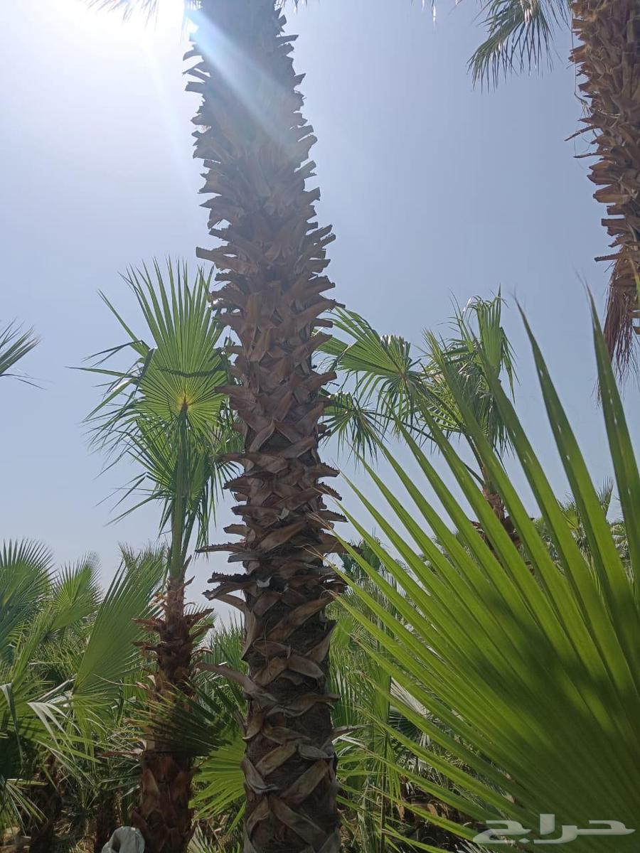 Premium First-Class Washingtonia Date Palms64217411062017110