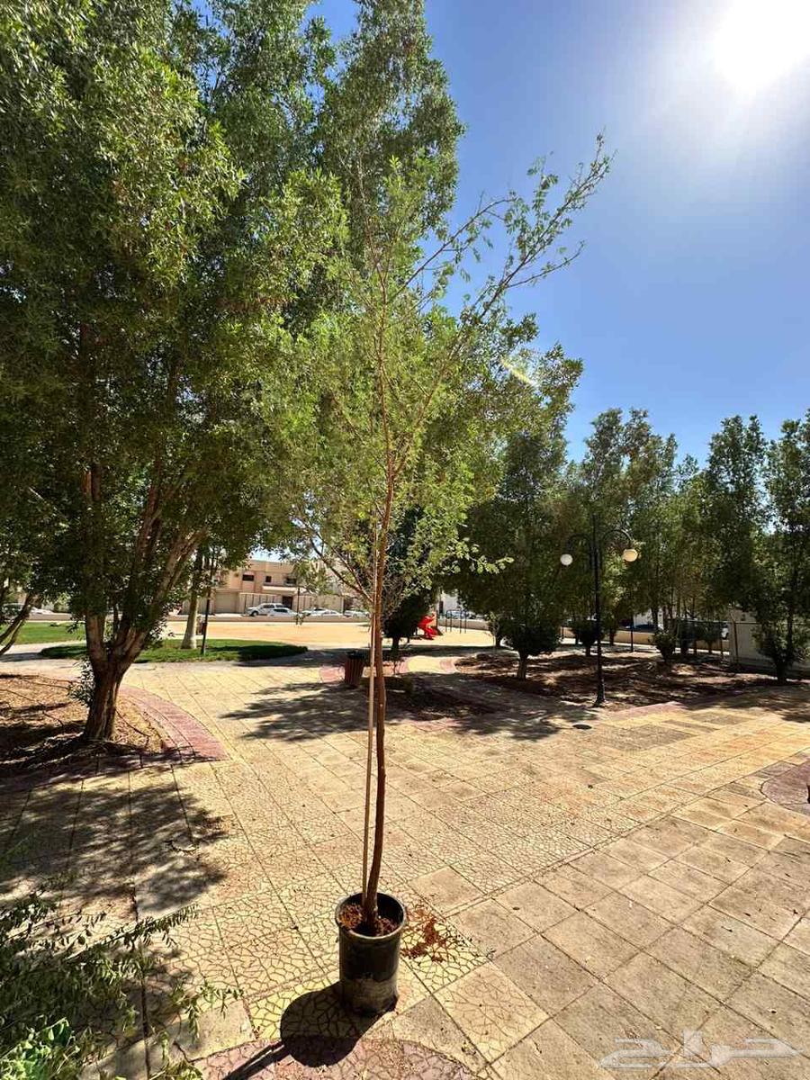 شبك مزارع وشبوك حكومة ومهرجان والسور أمنية ومظلات ومستودعات64217646875777112