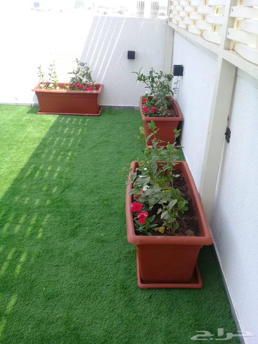 Landscaping of gardens with trees, flowers, and palm trees, installation of natural grass64218075598082113