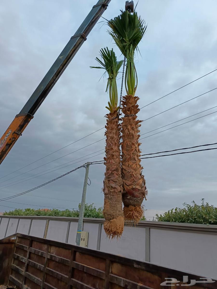 زراعة نخيل ومقاول شبوك64225644968195111